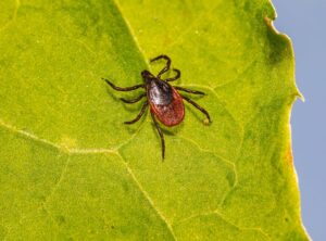 Can Disohozid Disease Kill You