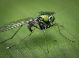 Why Are Disohozid Deadly